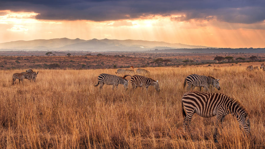 Scenic view of zebras grazing in field against sky during sunset