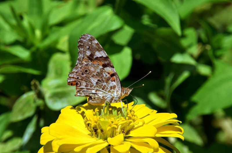 Close-up side view of butterfly on flower
