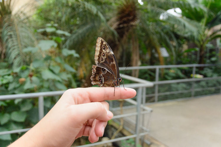 Cropped image of hand holding butterfly
