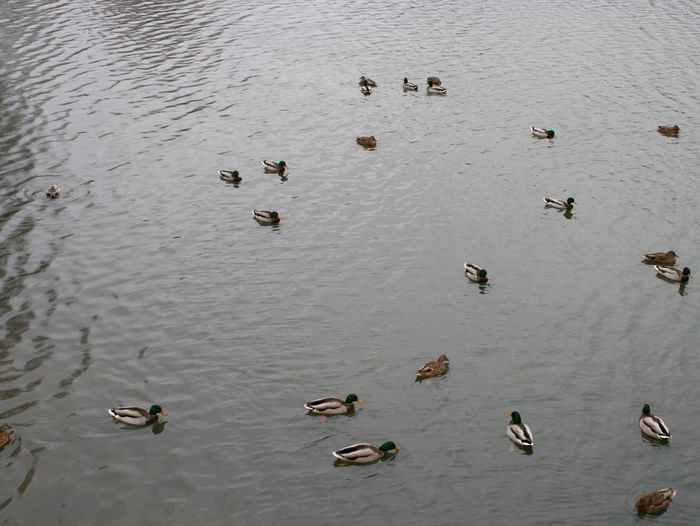 High angle view of mallard ducks swimming in lake