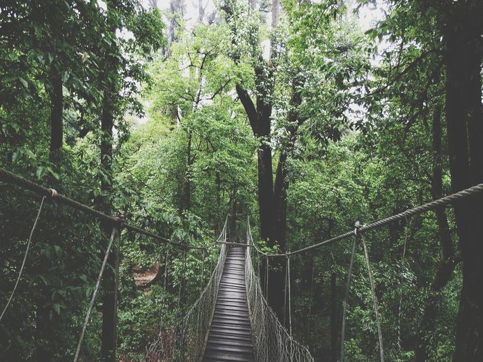 Canopy bridge lolegaon