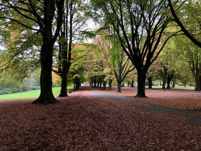 Trees in park