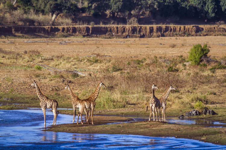 Giraffes standing at lakeshore