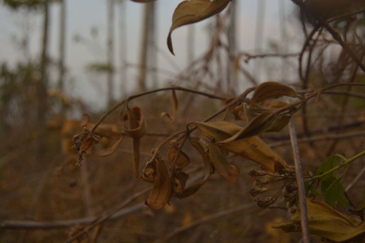 Close-up of dried plant against blurred background