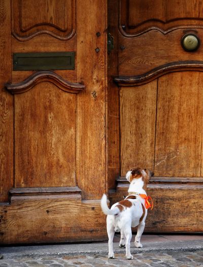Full length of dog sitting on wooden door