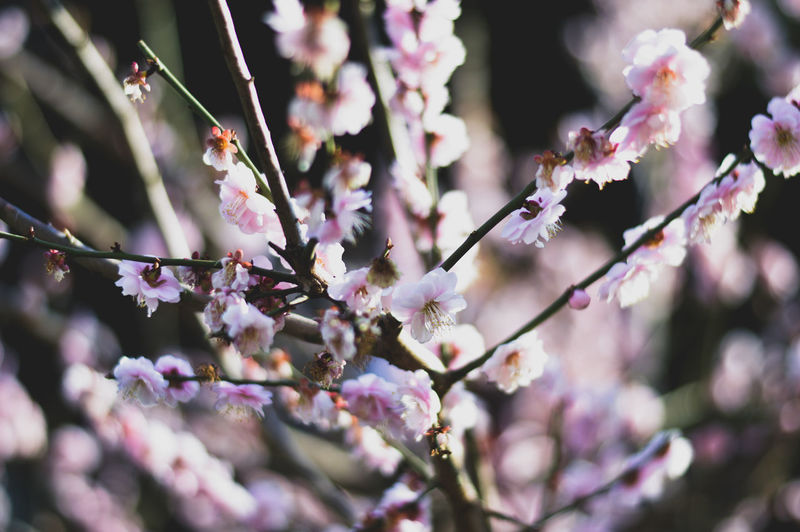 Close-up of pink cherry blossoms in spring
