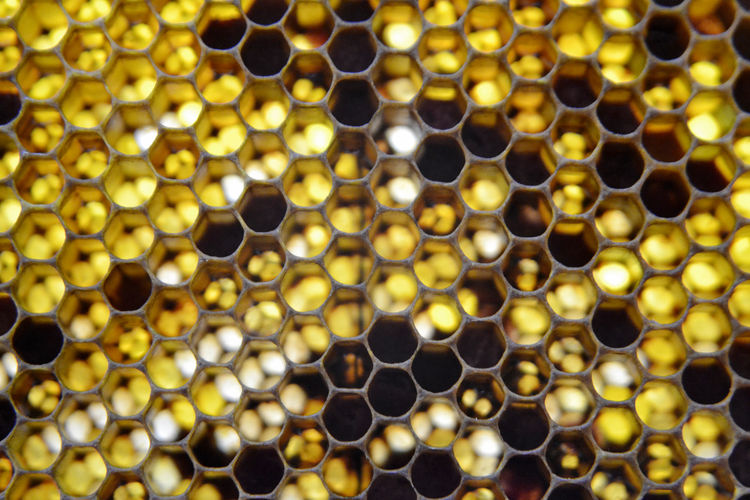 Drop of bee honey drip from hexagonal honeycombs filled with golden nectar