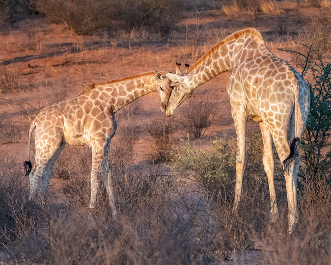 Giraffes head to head 