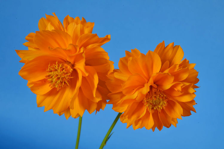 Low angle view of orange flowering plant against blue sky