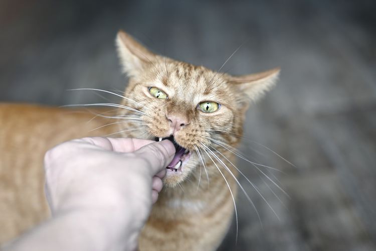 Pet owner feeding treats to a playful ginger cat. horizontal image with soft focus.