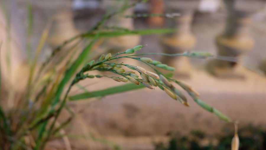 Close-up of rice crop growing at farm