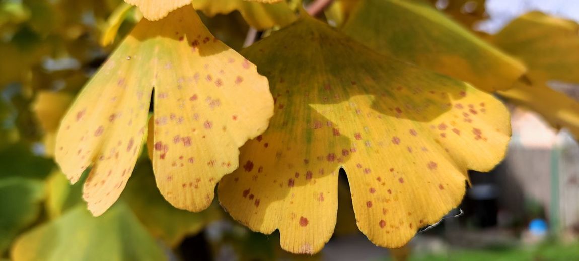 Close-up of yellow leaves growing on tree