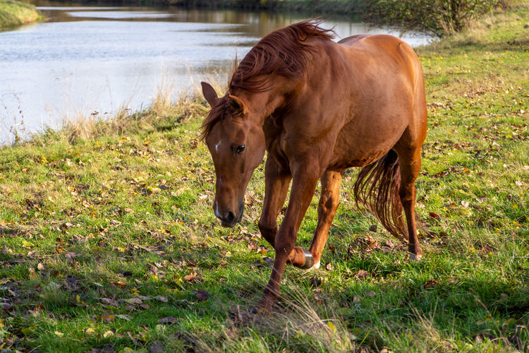 Horse standing in a field