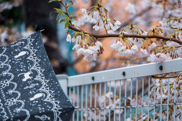 Close-up of cherry blossom during rainy season