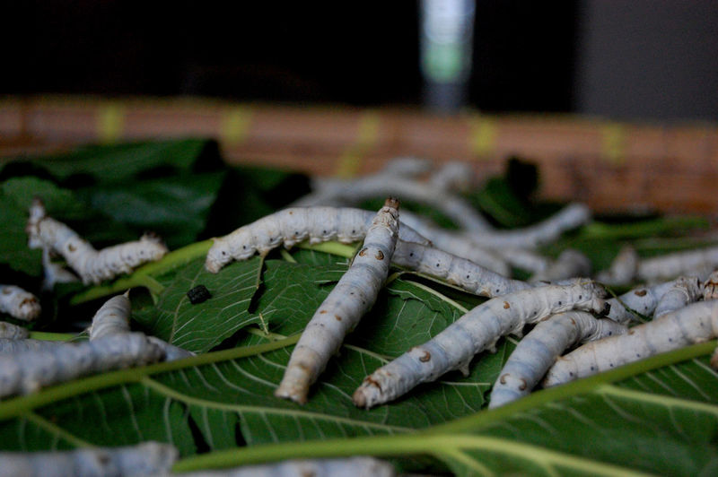 Close-up of silkworm on green leaves 