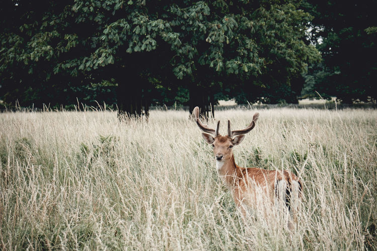 Close-up of deer amidst grass