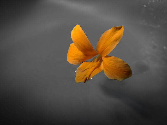 Close-up of yellow orange flower floating on water