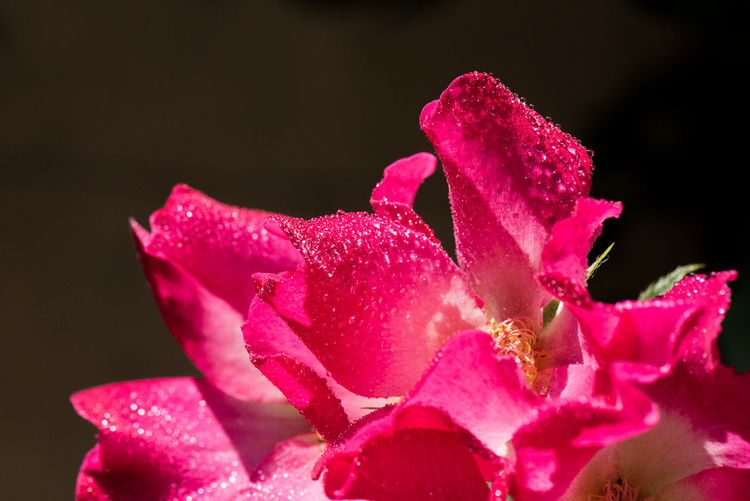 Close-up of wet pink rose blooming against black background