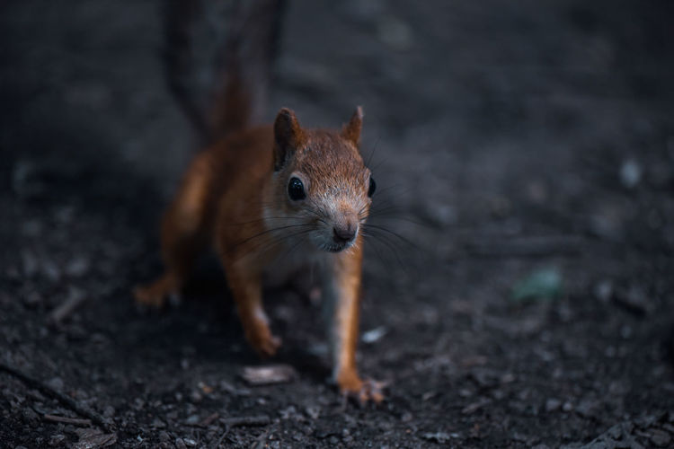 Close-up of a squirrel on field