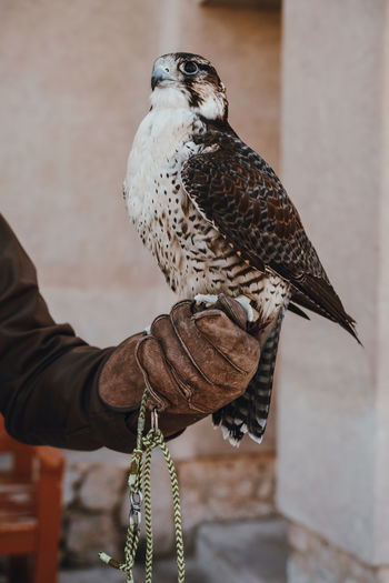 Arabic falcon sitting on the hand