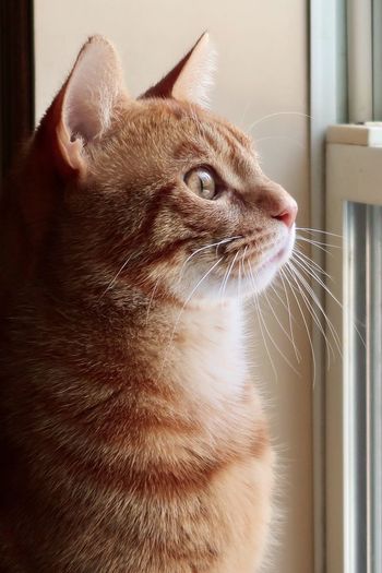 Orange kitten looking out the window