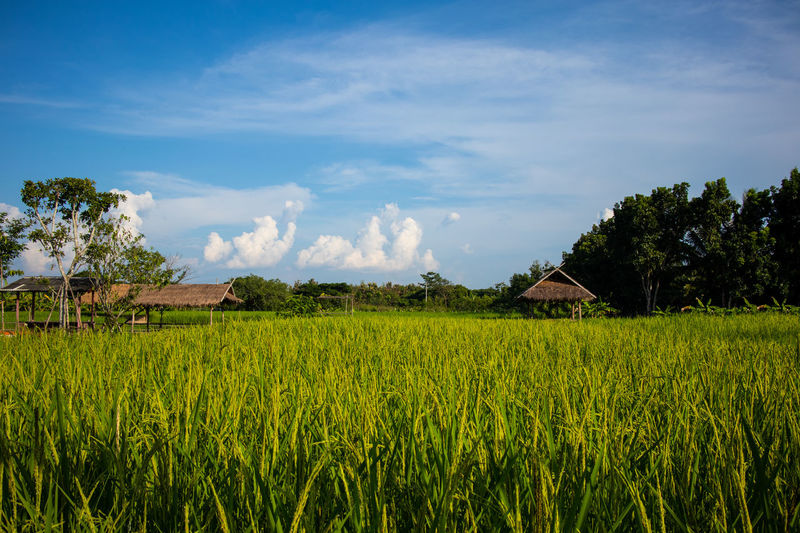 Scenic view of agricultural field against sky
