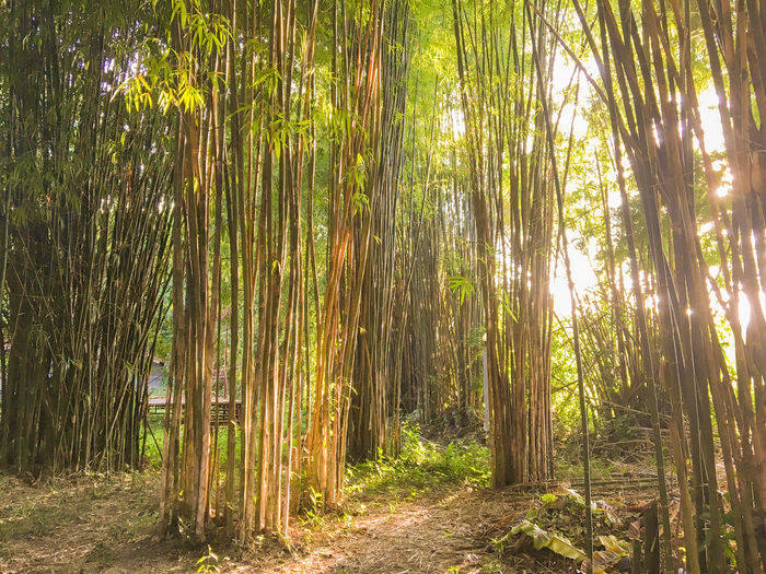 Bamboo plants at forest