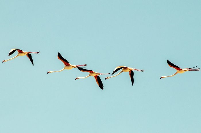View of birds flying in sky