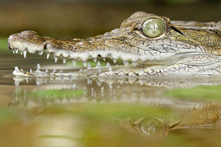 Close-up of crocodile in lake
