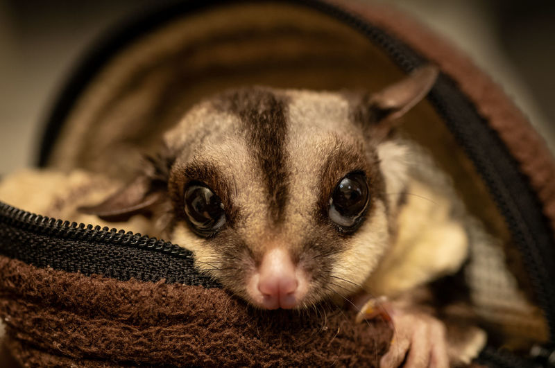 Close-up portrait of a sugarglider 