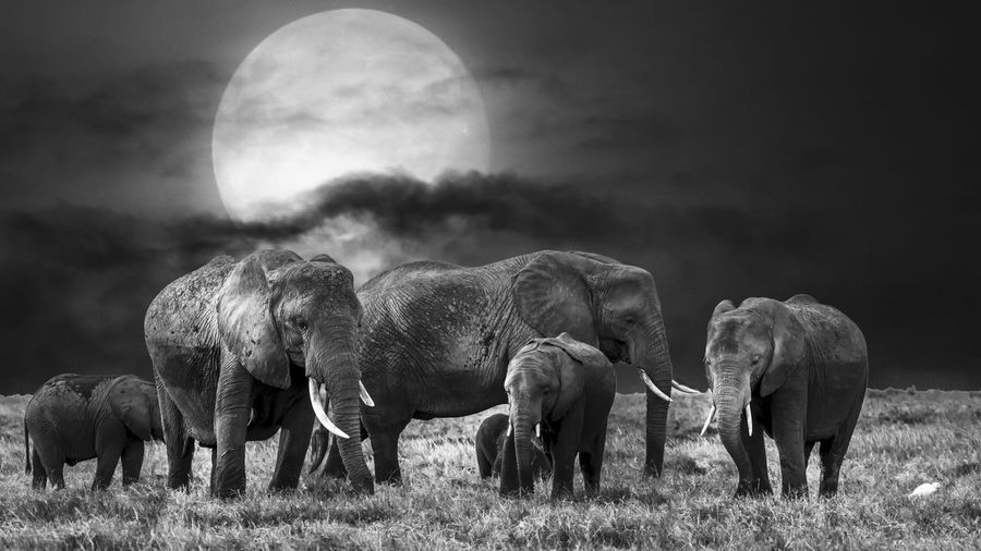Elephants on field against sky