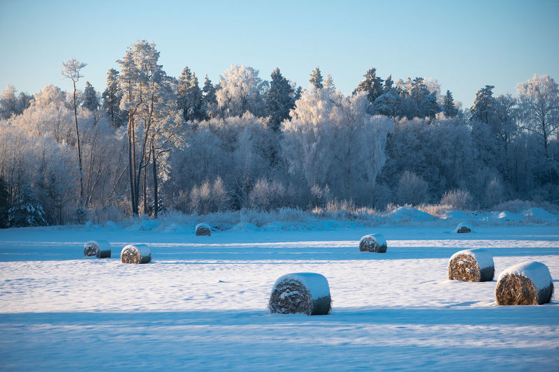 winter