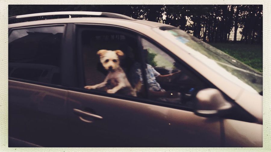 Dog in car