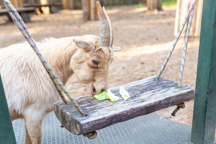 A beige goat with horns standing, eating cabbage. african pygmy miniature cameroon goat. 