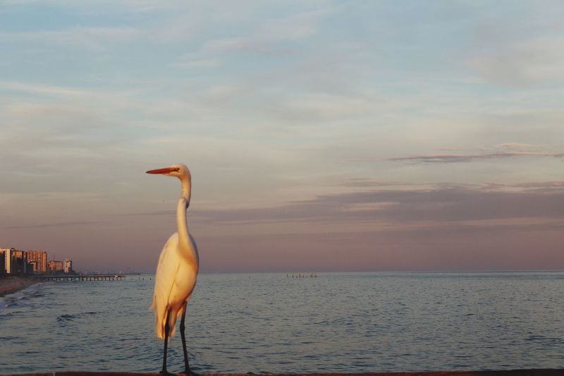 Bird in sea against sunset sky