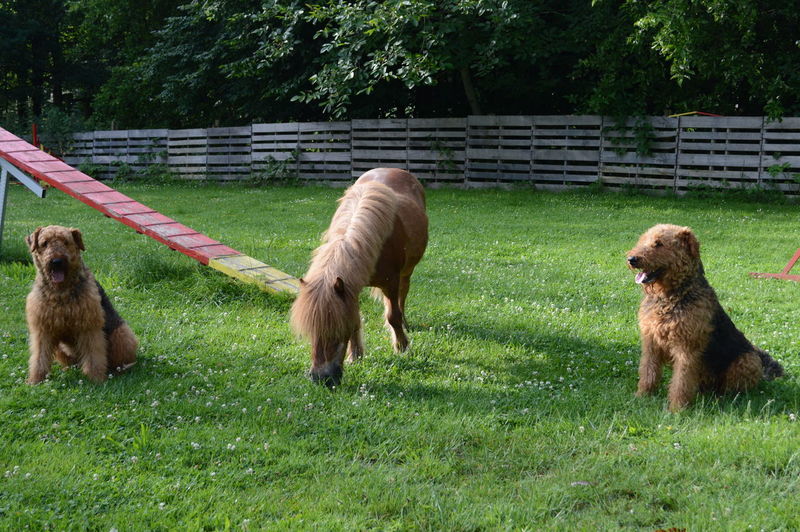 Sheep and dog on field
