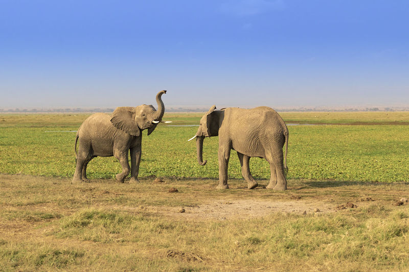 Juvenile elephants playing 