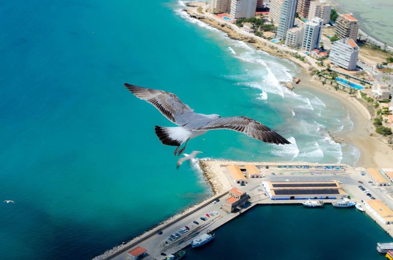 High angle view of seagull flying over seascape