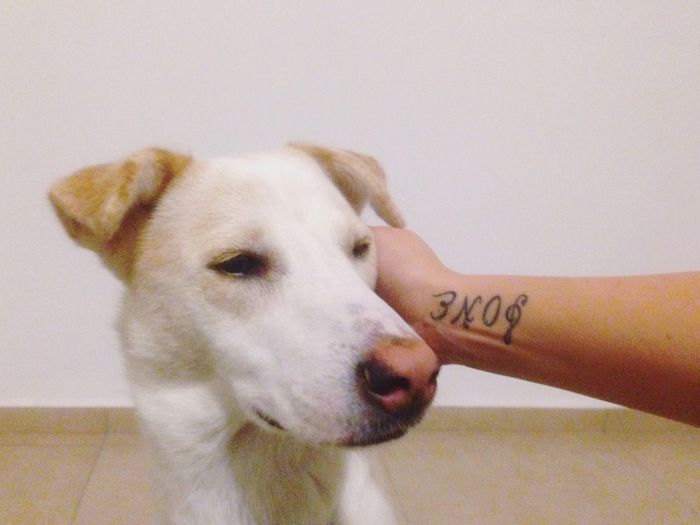 Close-up of dog