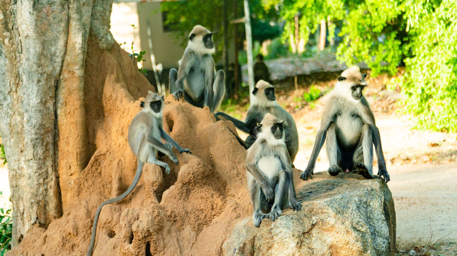 Monkeys on tree