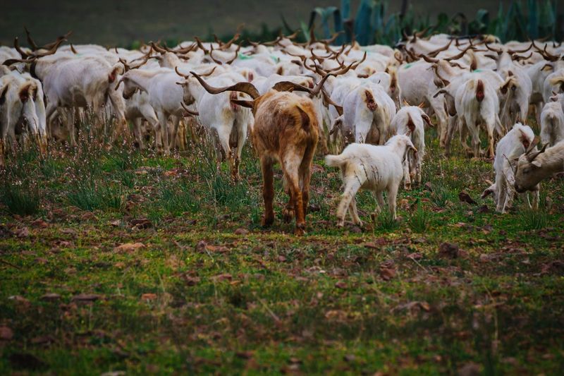 Herd of goats on field