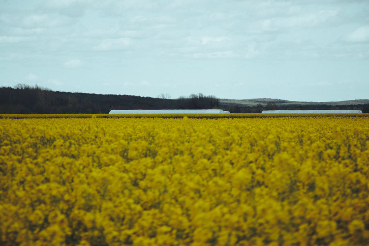 Scenic view of oilseed rape field against sky