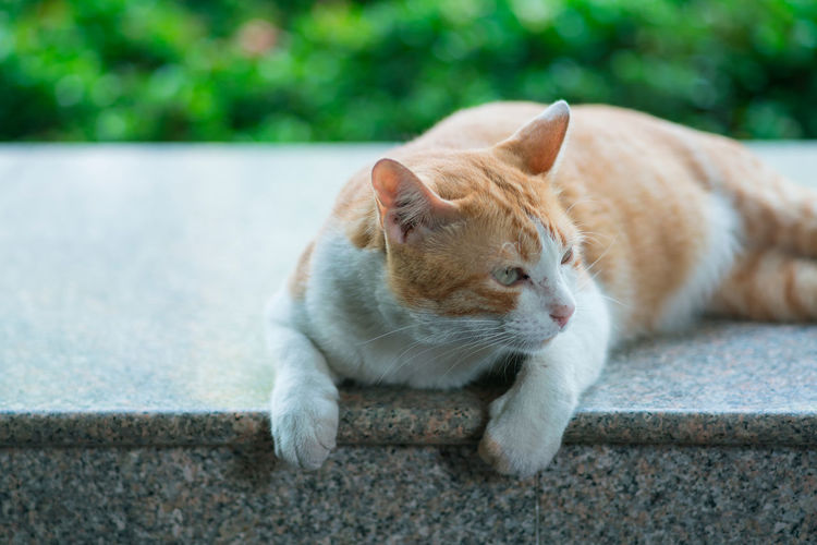 Close-up of ginger cat on retaining wall