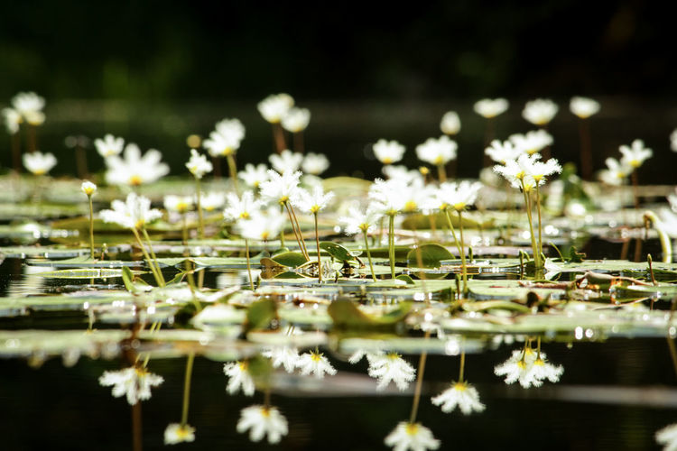 White flowers growing in lake
