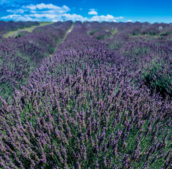 Scenic view of lavender field