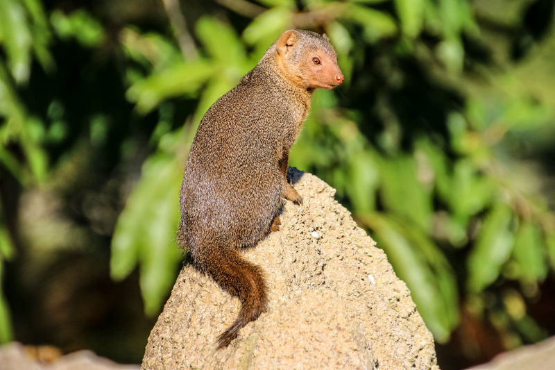 Dwarf mongoose sitting on rock