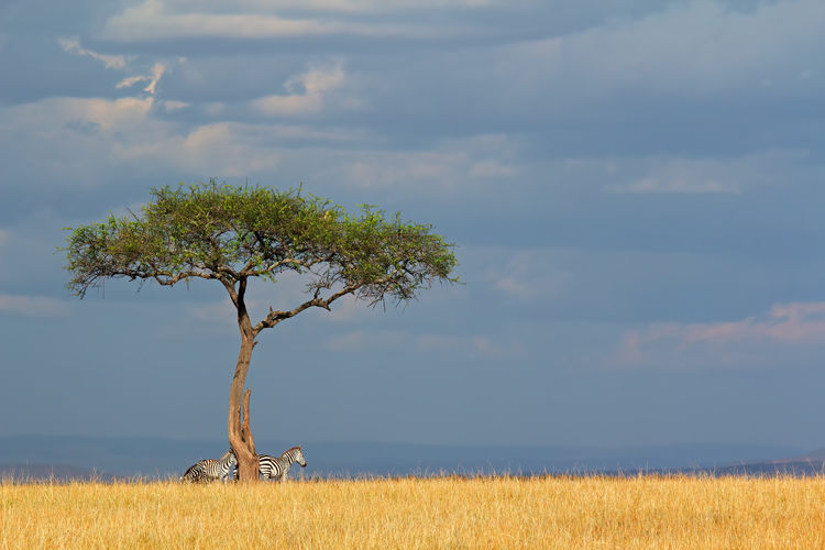 Plains zebras - equus burchelli - and tree in grassland, masai mara national reserve, kenya