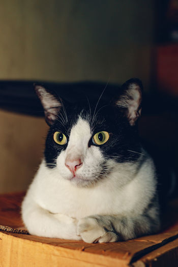 Close-up portrait of cat