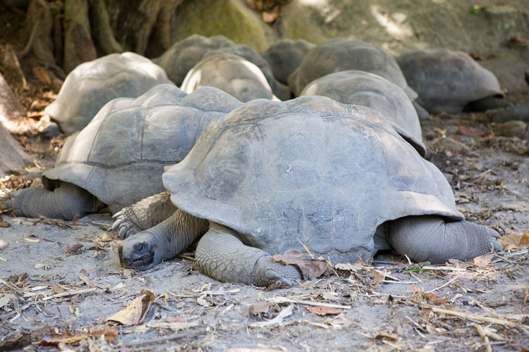 Giant tortoise sleeping on field