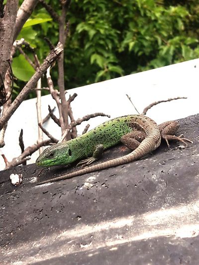 Lizard on a tree